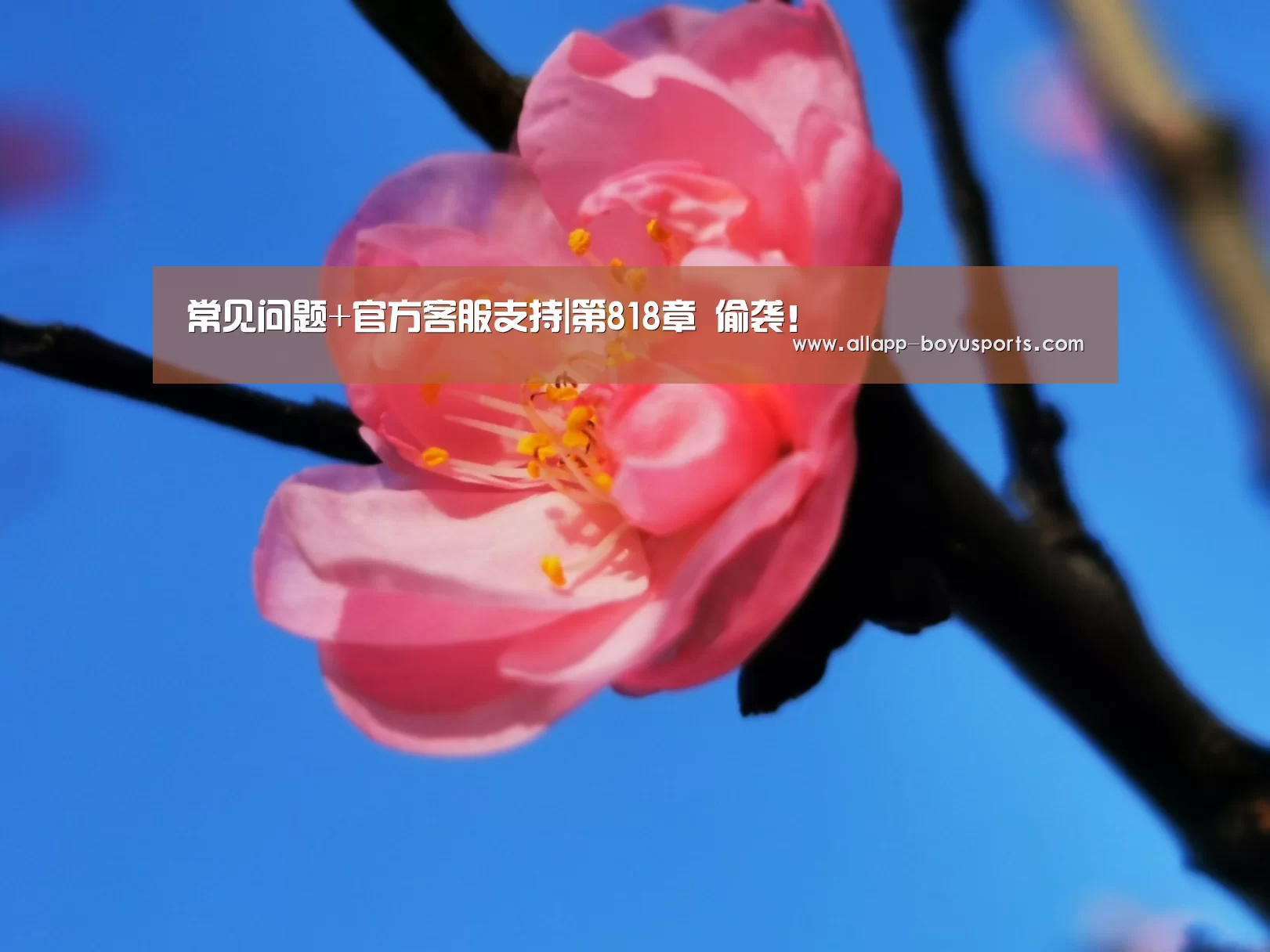 常见问题+官方客服支持